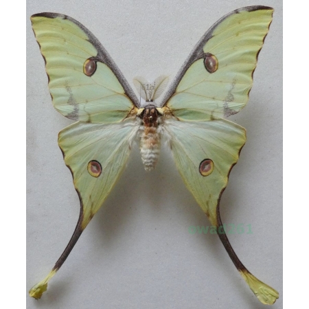 Argema mimosae (Boisduval 1847) male ex. pupa Kenya 104mm61b